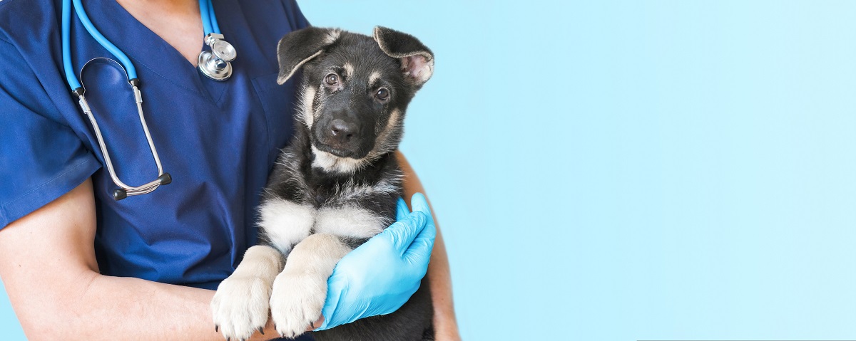 Ja jums ir aizdomas, ka jūsu dzīvnieks ir slims, apmeklējiet veterinārārstu un pārbaudiet dzīvnieku. 